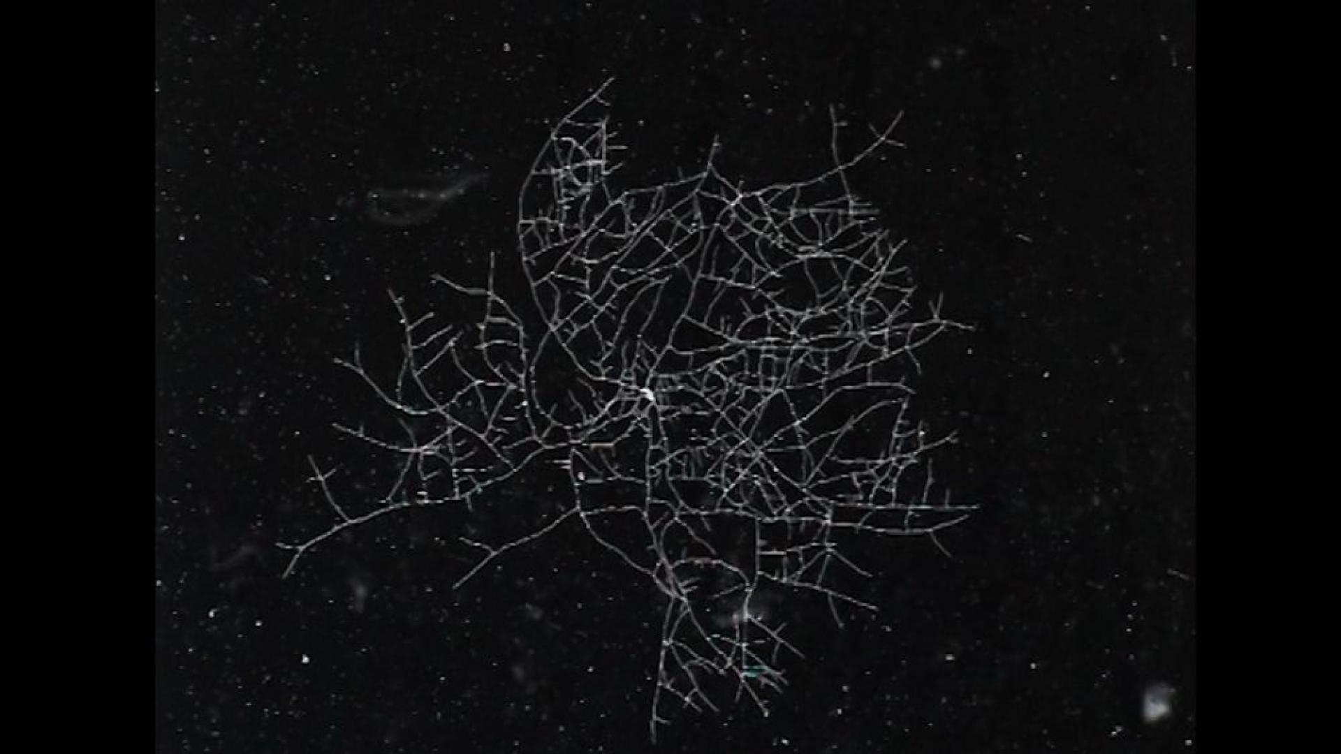 Ville Lumière © Corpus Films