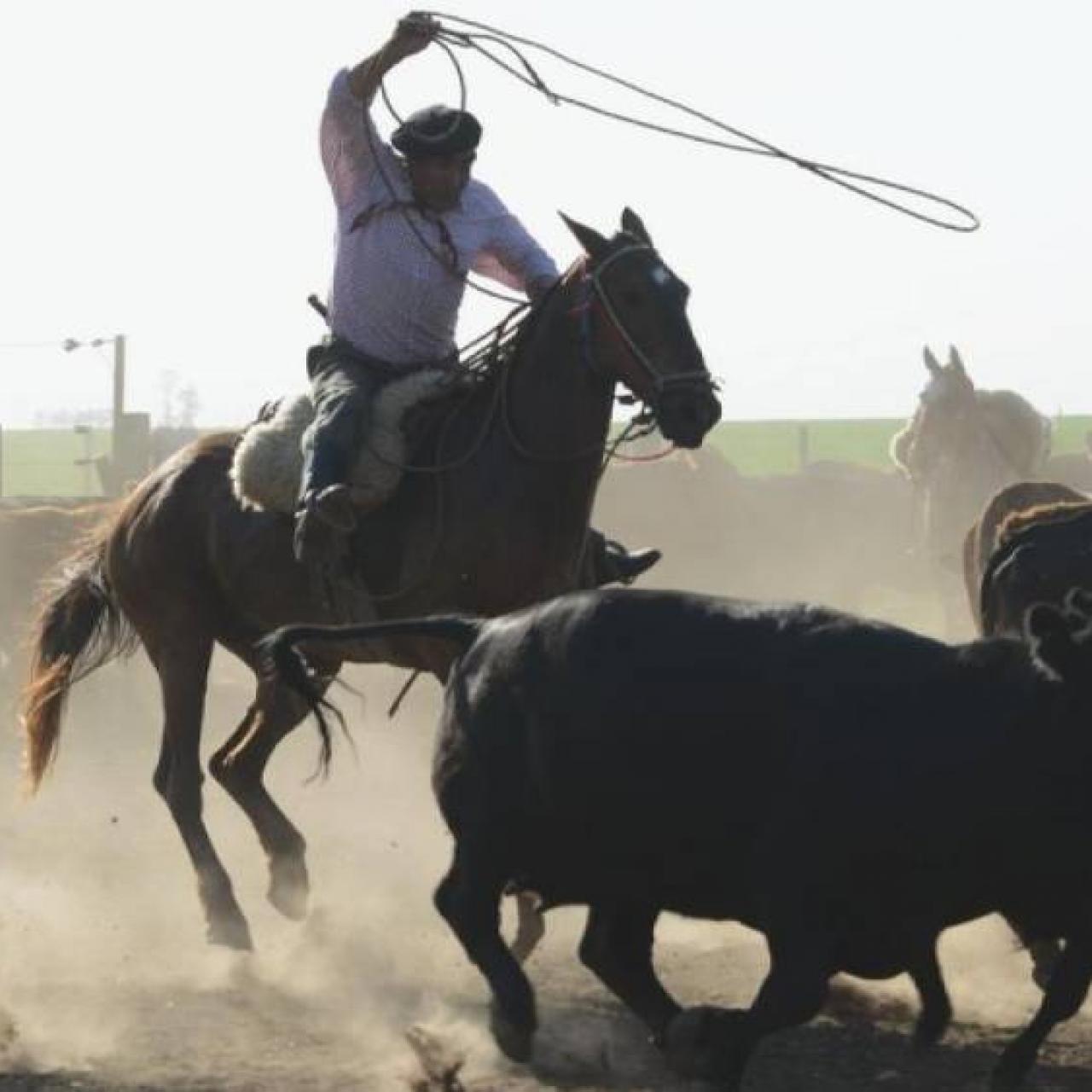 Visuel - Gaucho Basko