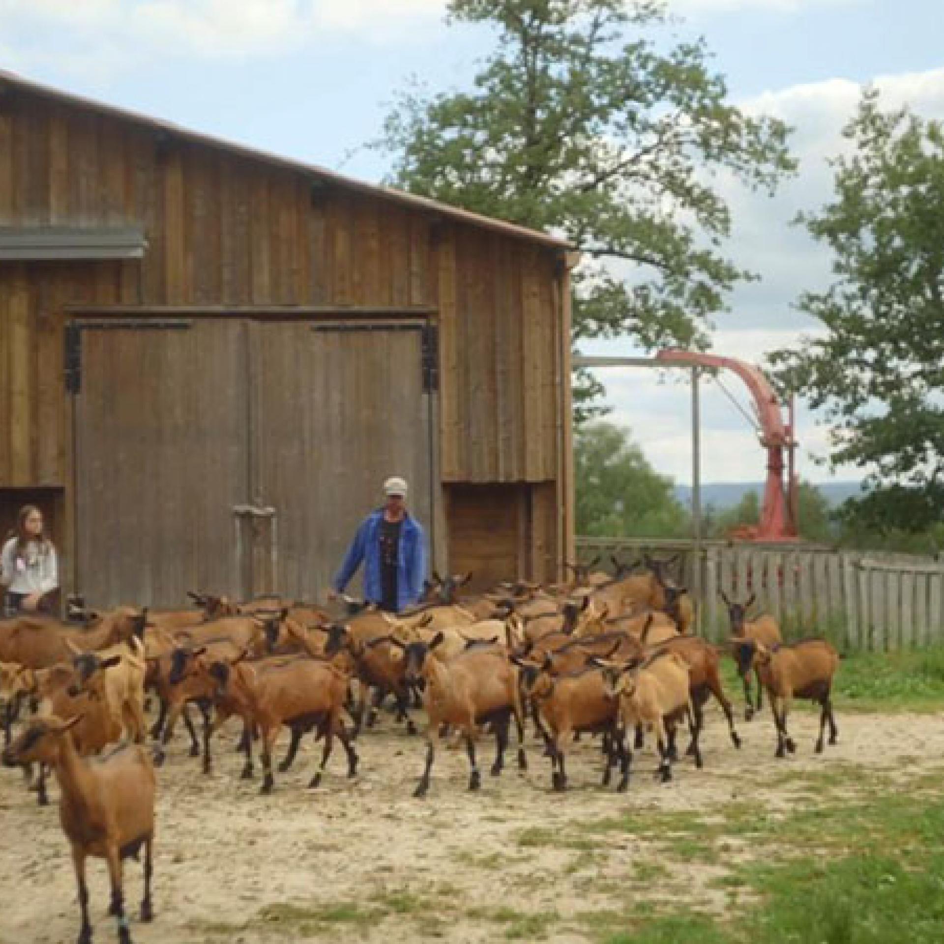 Visuel -L'abattoir idéal - chèvres