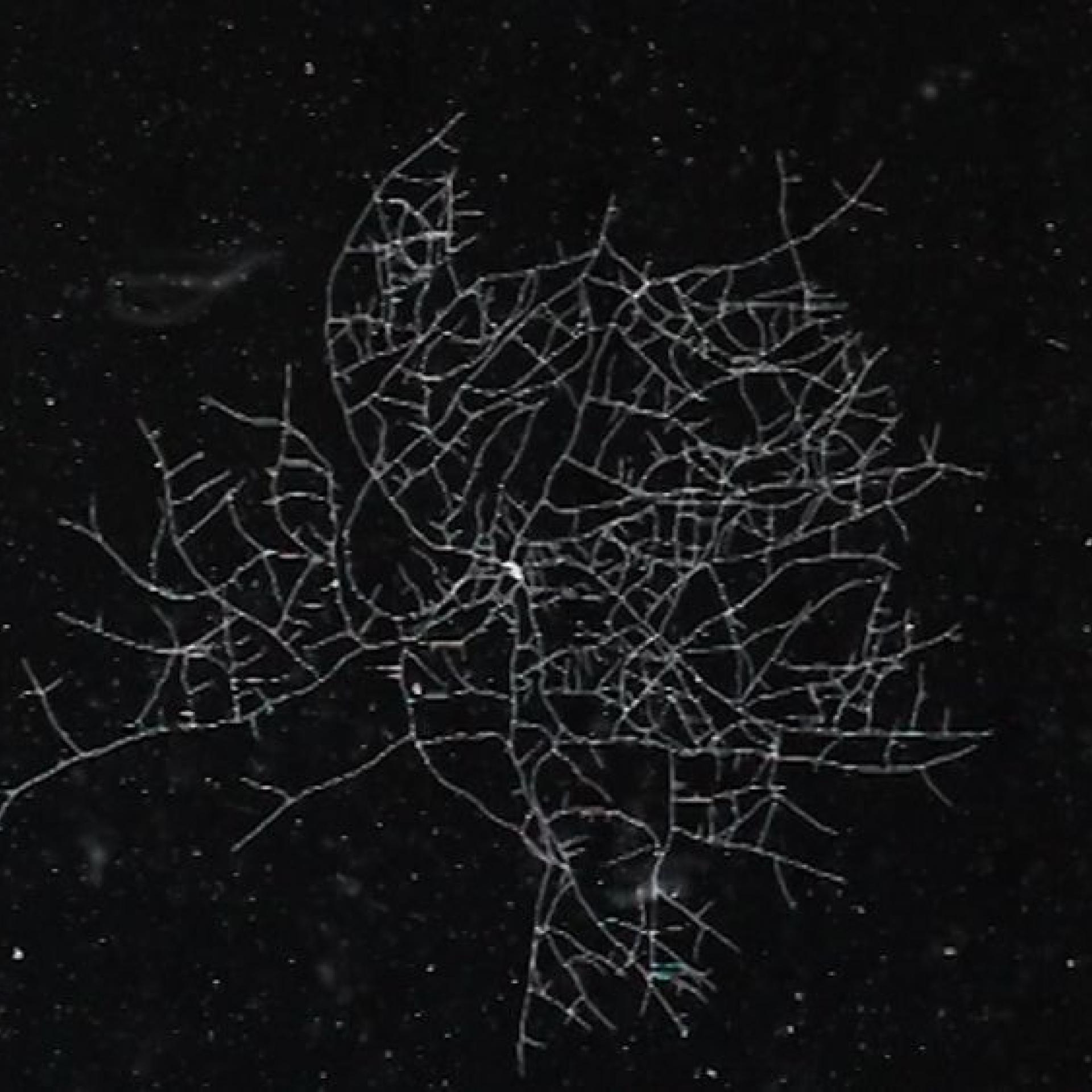 Ville Lumière © Corpus Films