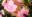 Amélie ou la métaphysique des tubes © Ikki Films, Maybe Movies, Puffin Pictures